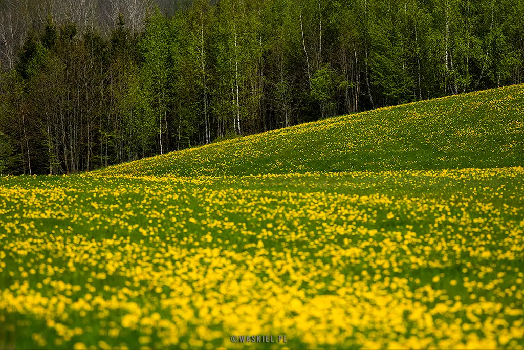 Fotografia przedstawiająca kolory wiosny na Podlasiu.